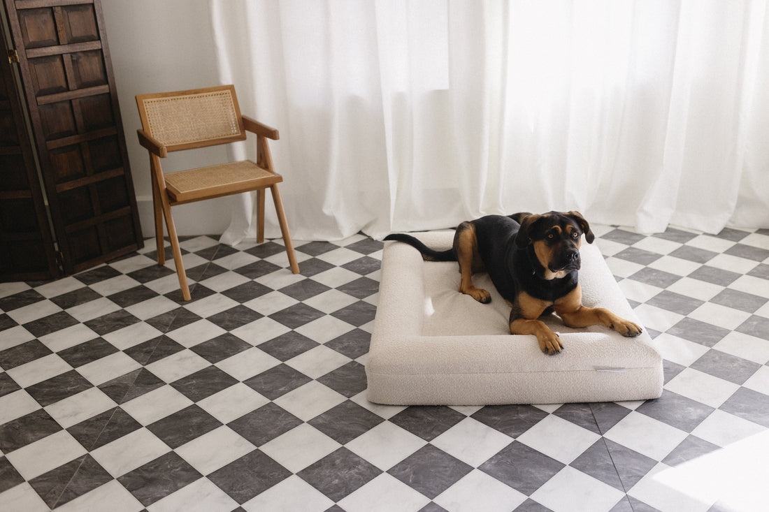 Why Your Dog Deserves an Aesthetic Luxury Bed: Benefits for Your Pup and Your Home