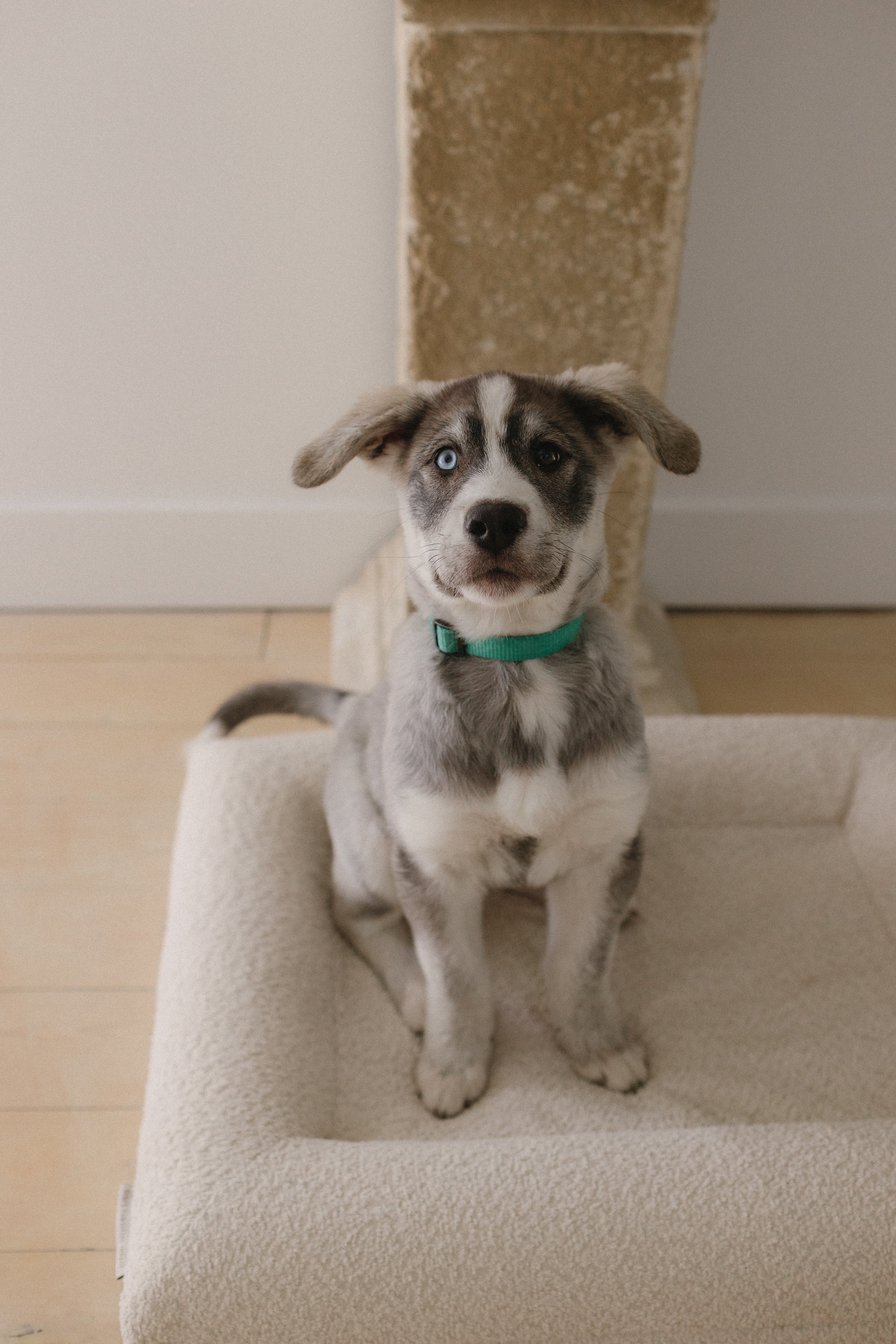 Cream Bouclé Dog Bed - (Size Extra Small / Small)