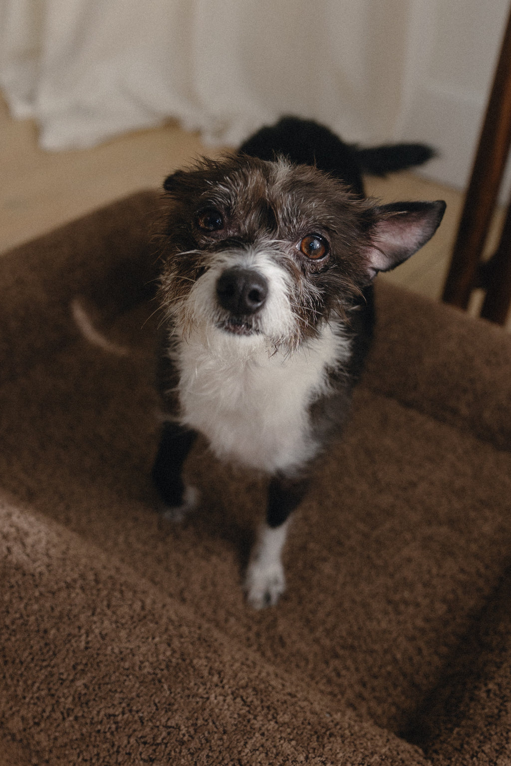 Brown Bouclé Dog Bed - (Size Extra Small / Small)