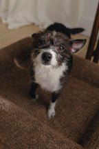Brown Bouclé Dog Bed - (Size Extra Small / Small)