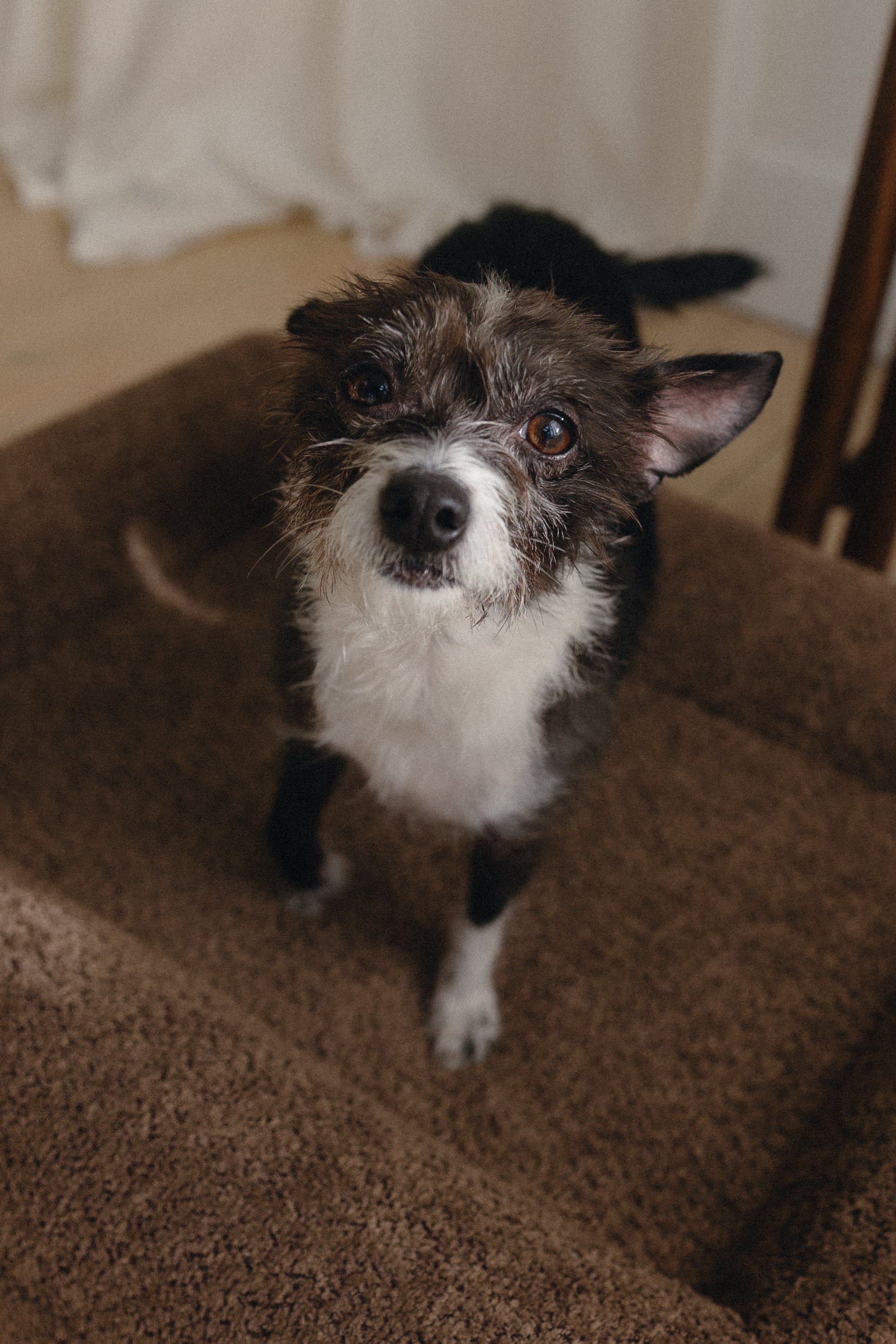 Brown Bouclé Dog Bed - (Size Extra Small / Small)