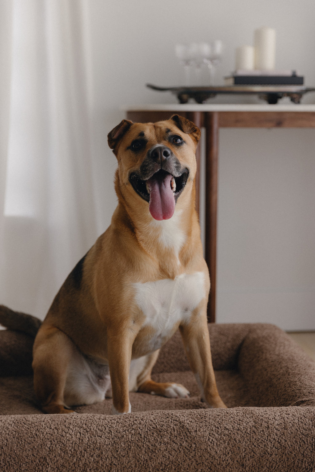 Brown Bouclé Dog Bed - (Size Small / Medium)