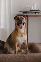 Brown Bouclé Dog Bed - (Size Small / Medium)