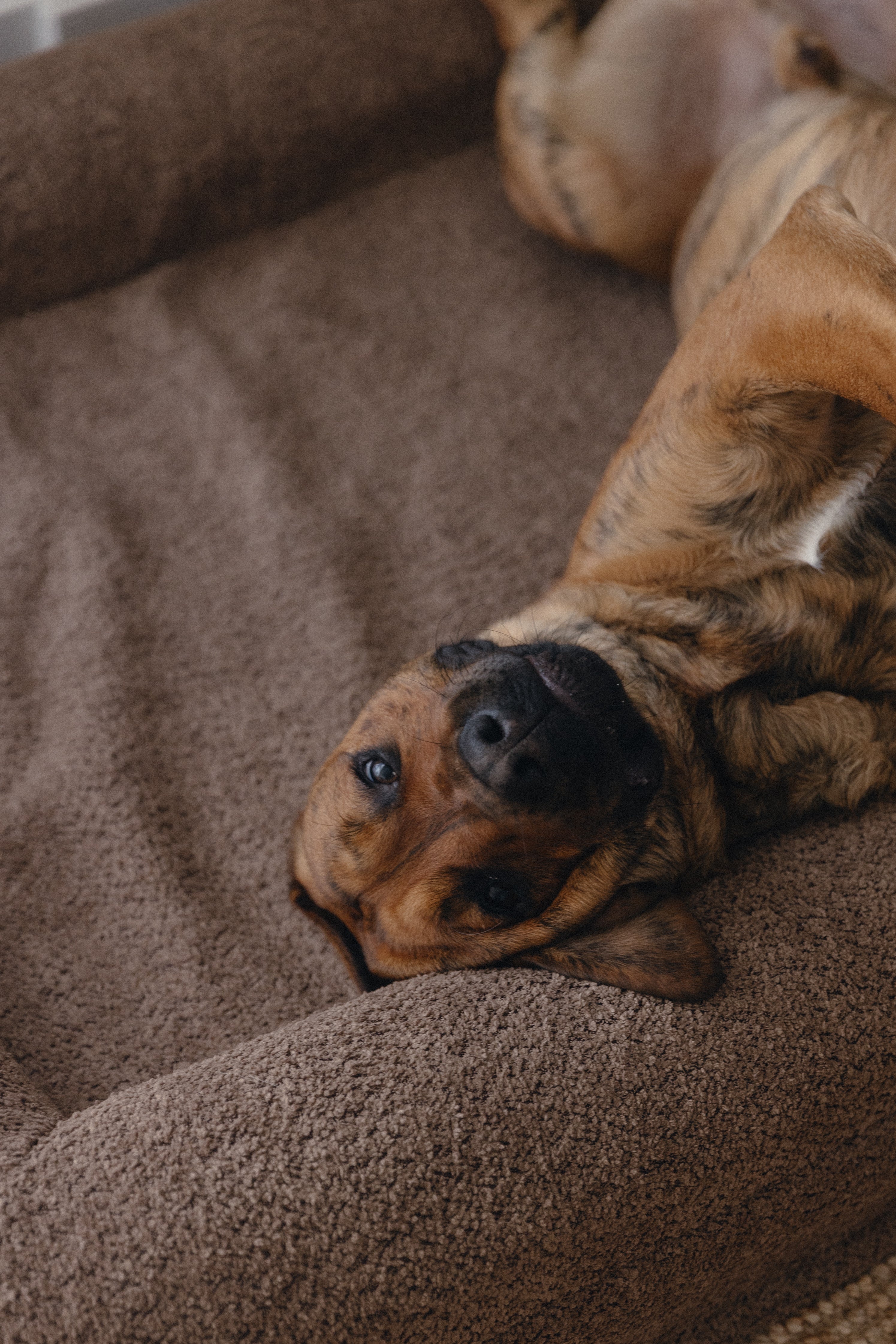 Brown Bouclé Dog Bed - (Size Medium / Large)