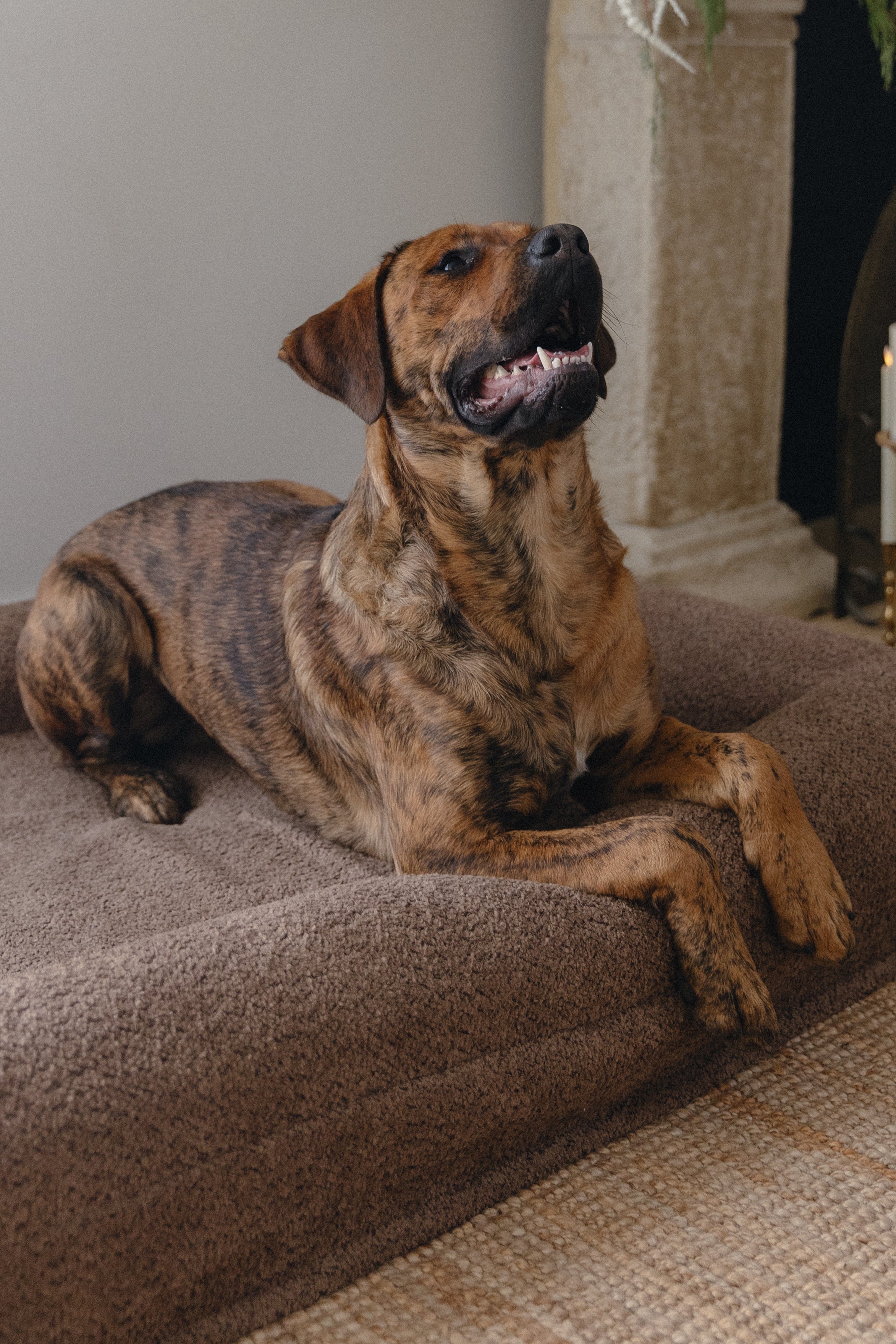 Brown Bouclé Dog Bed - (Size Medium / Large)