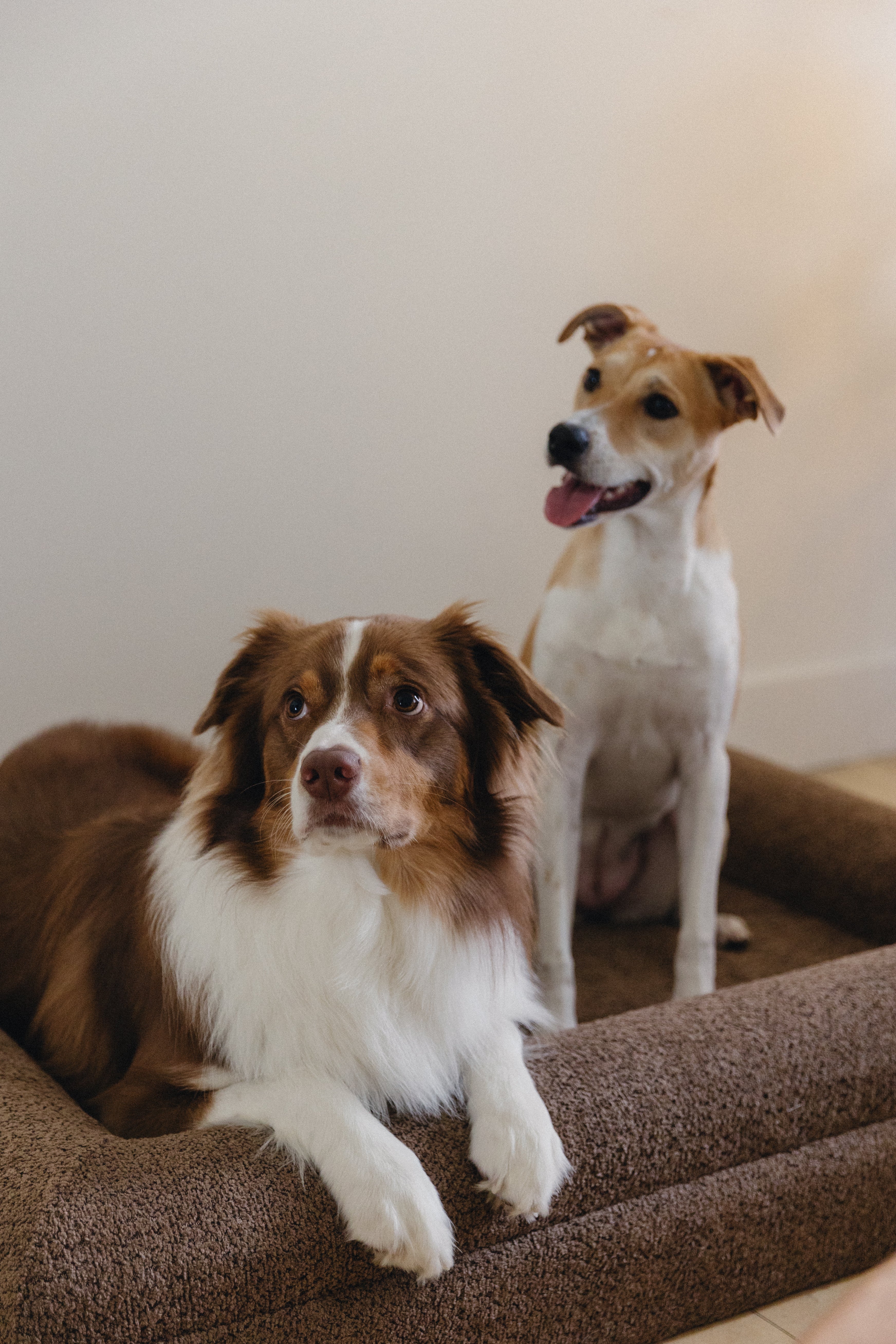 Brown Bouclé Dog Bed - (Size Medium / Large)