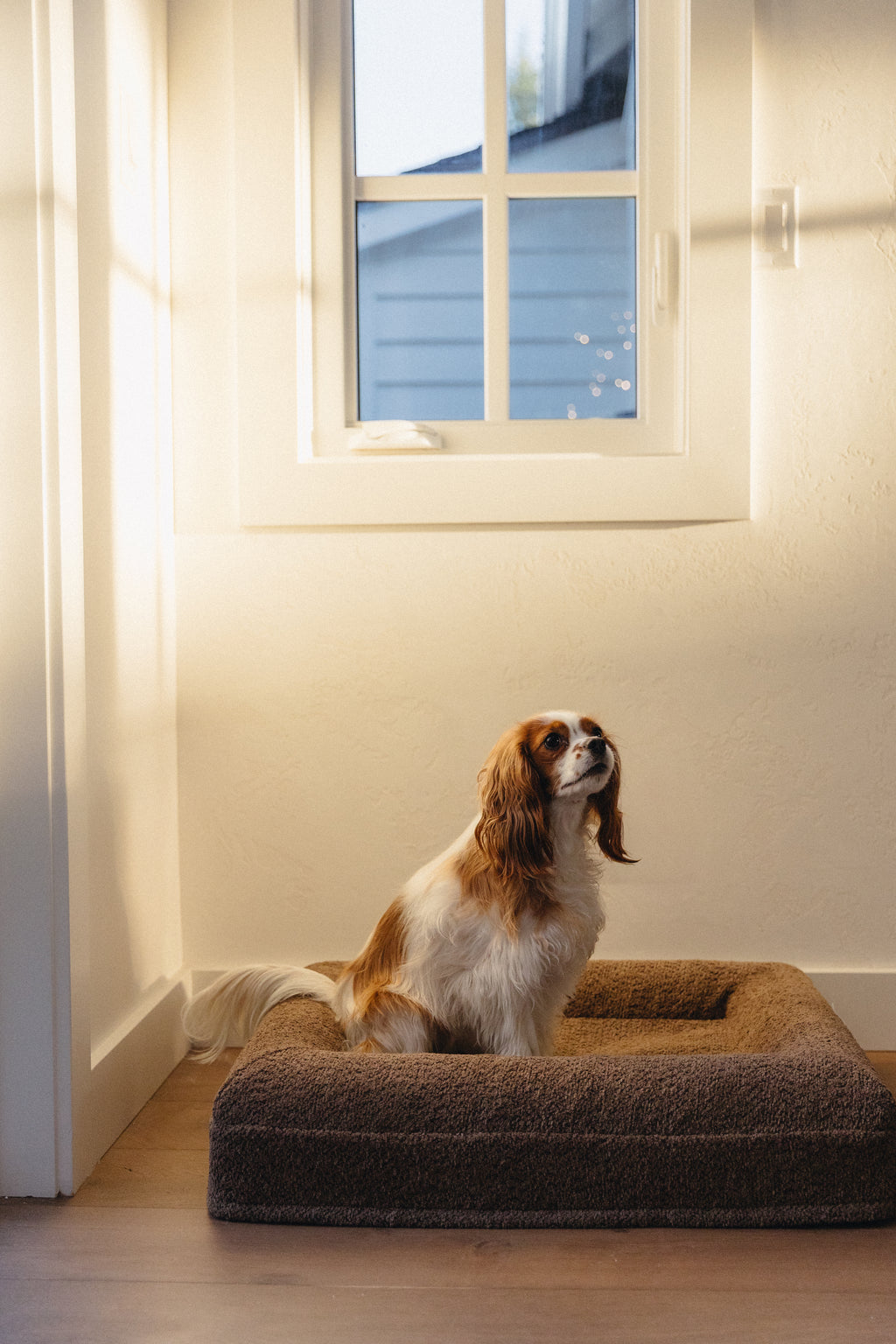 Brown Bouclé Dog Bed - (Size Extra Small / Small)