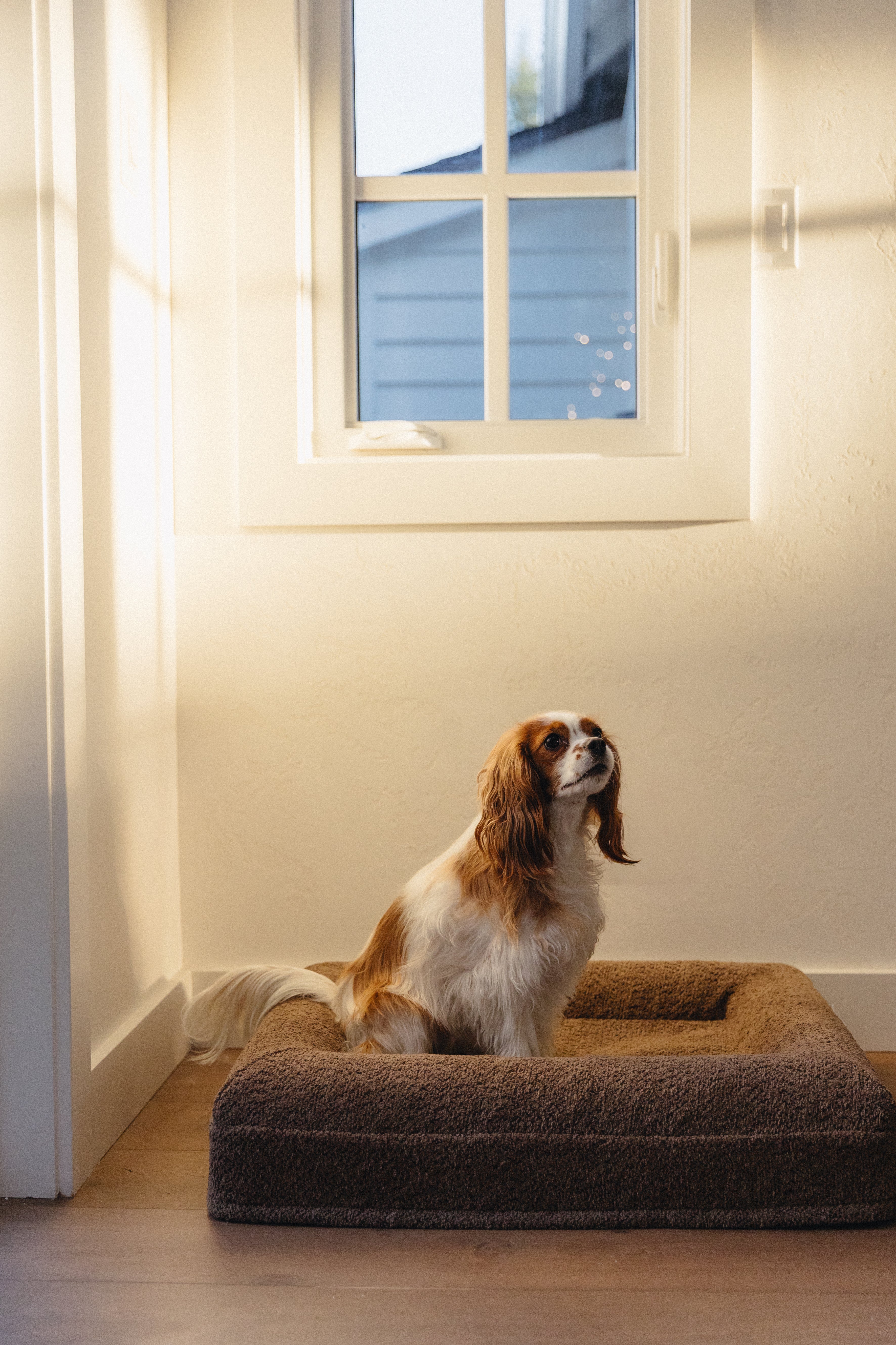 Brown Bouclé Dog Bed - (Size Extra Small / Small)