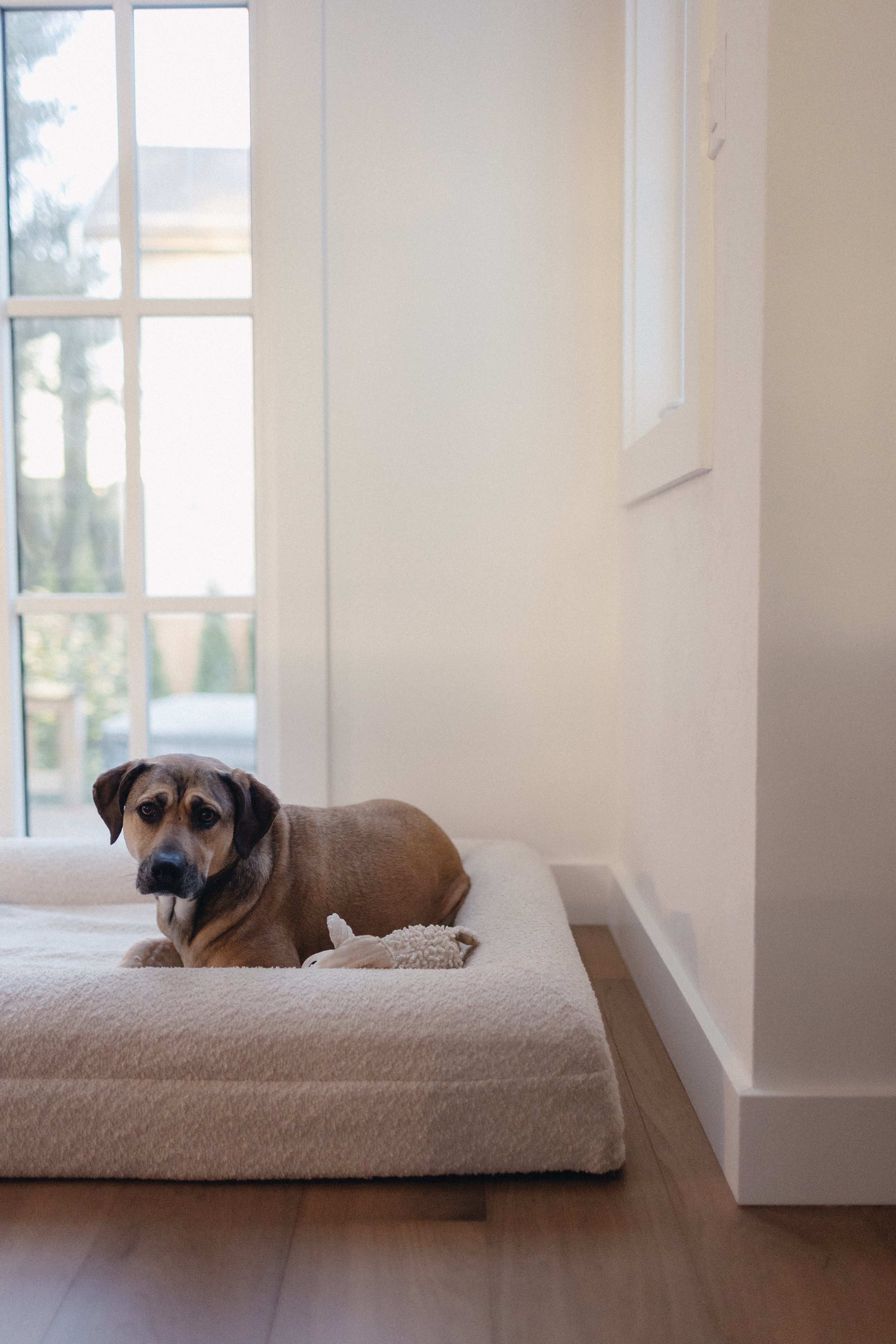 Cream Bouclé Dog Bed - (Size Medium / Large)