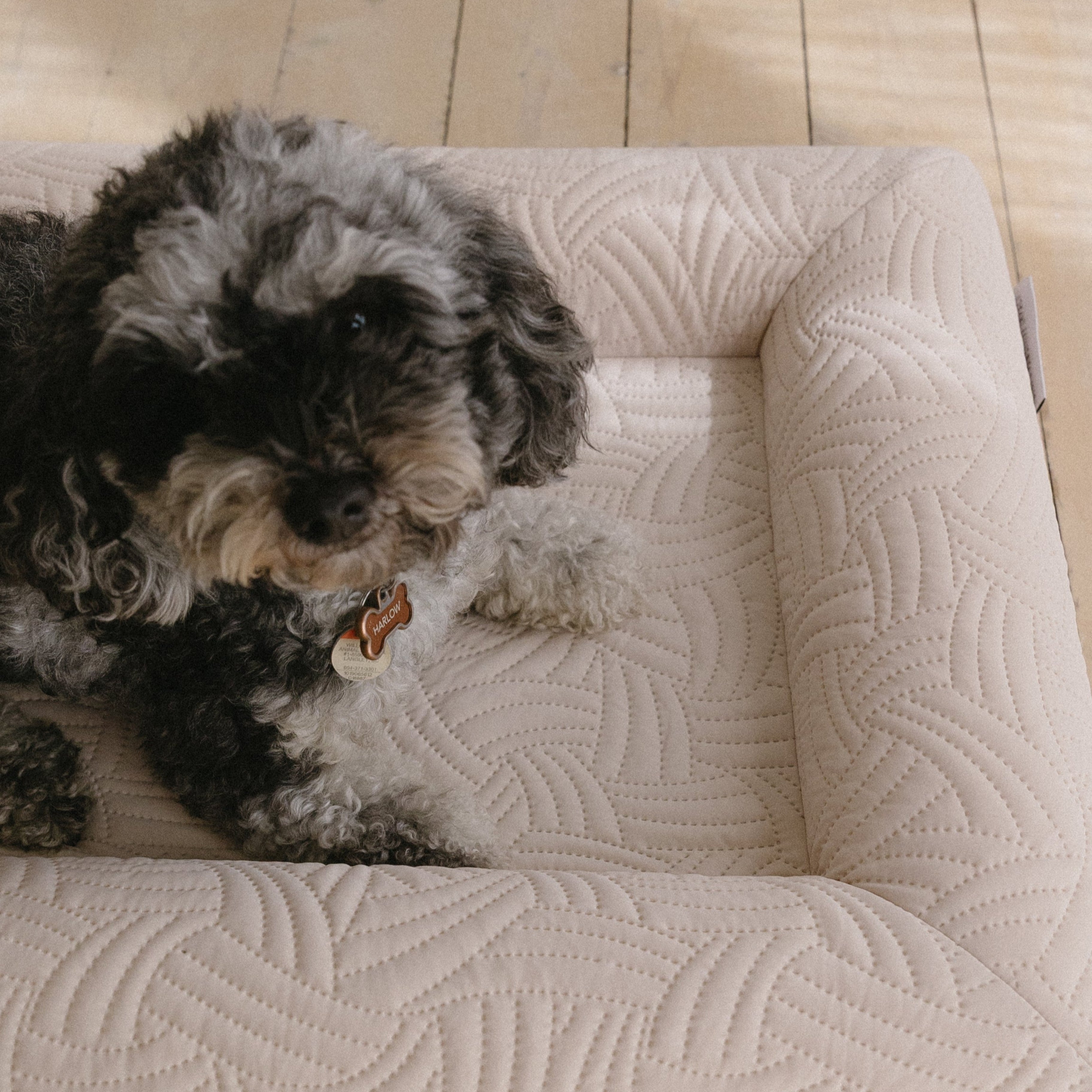 Removable cooling cover for small dog bed – Gigi's Pawsitive Impact