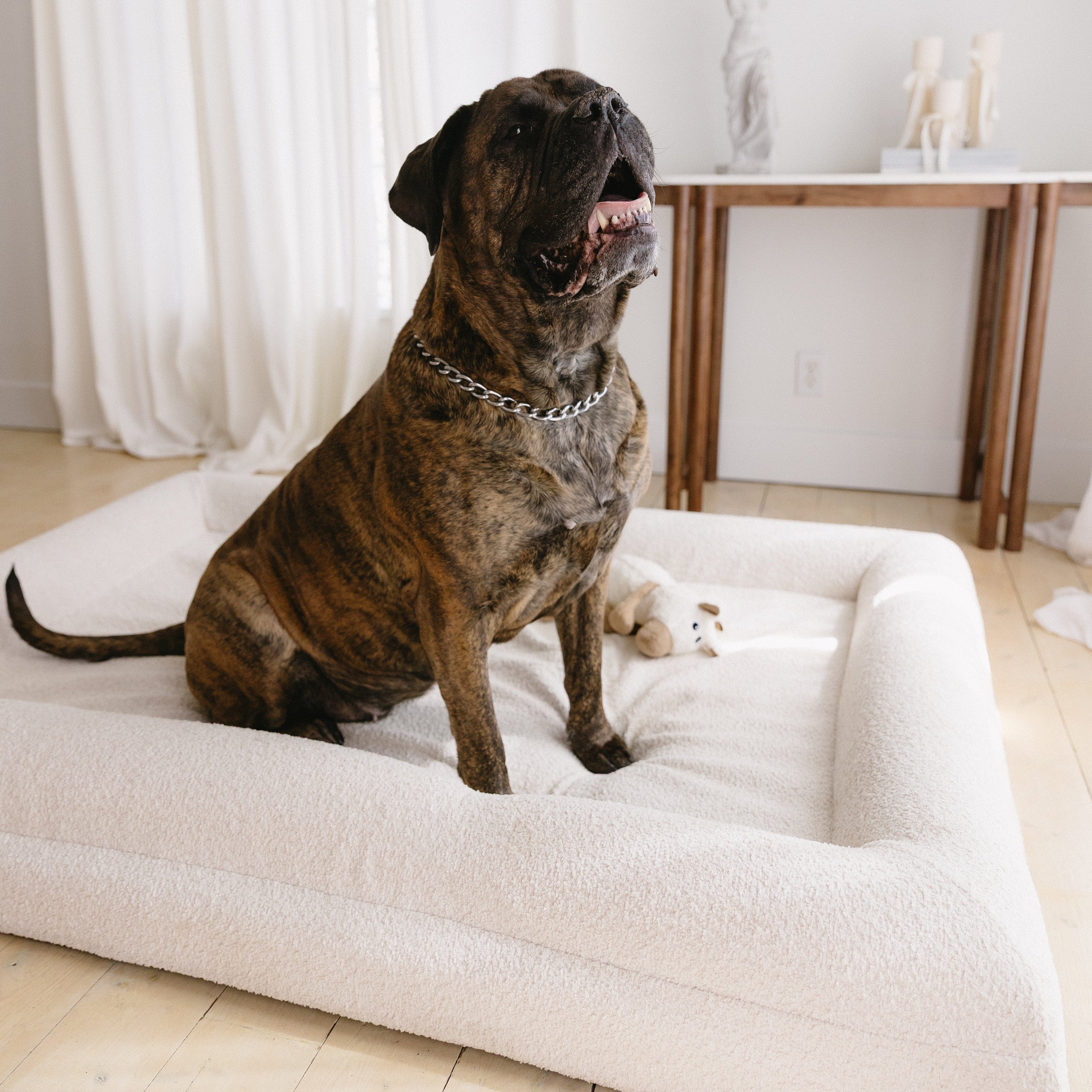 Dog sitting on the Large/Extra Large Bouclé Dog Bed in a cozy home setting