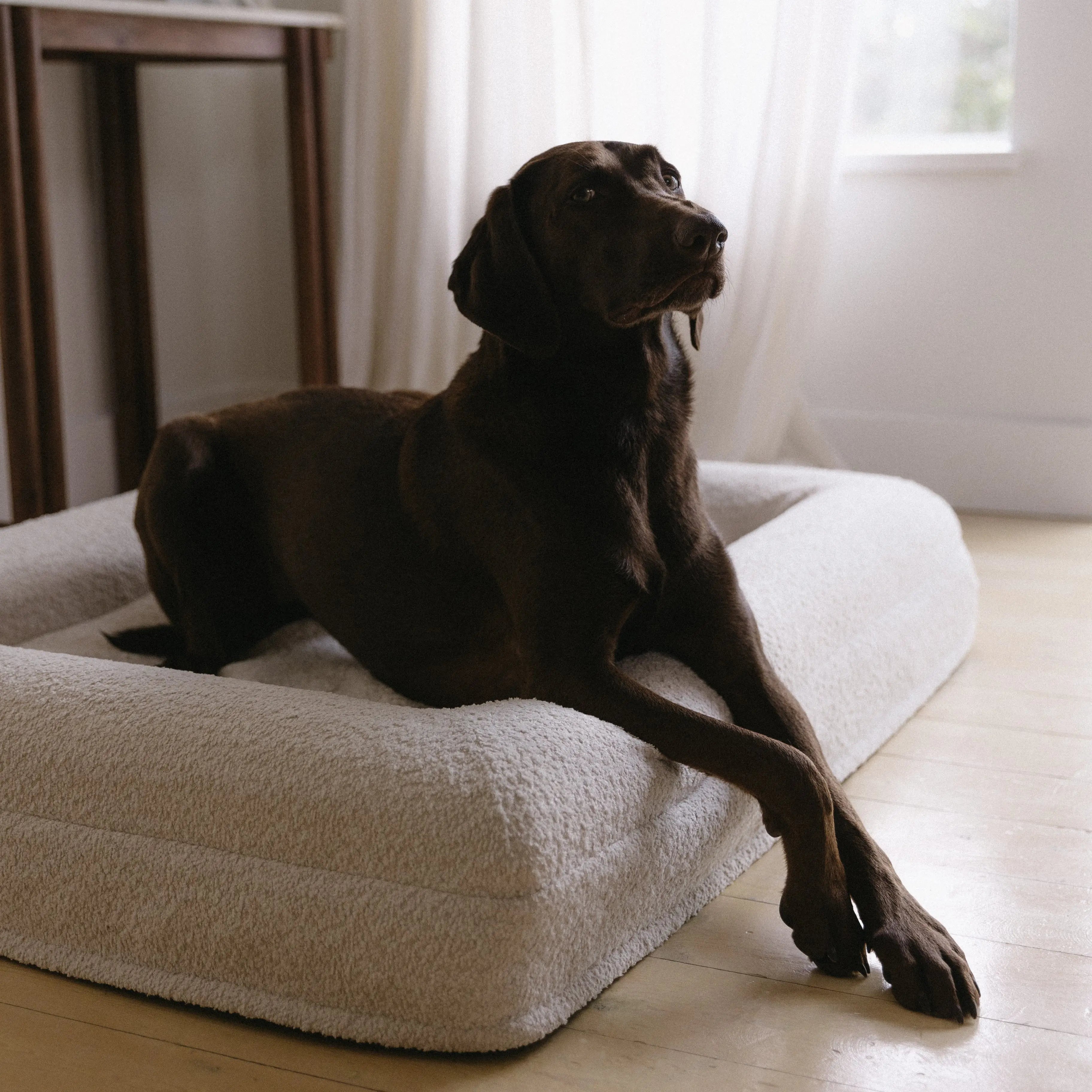 Memory foam dog bed for medium and large sized dogs