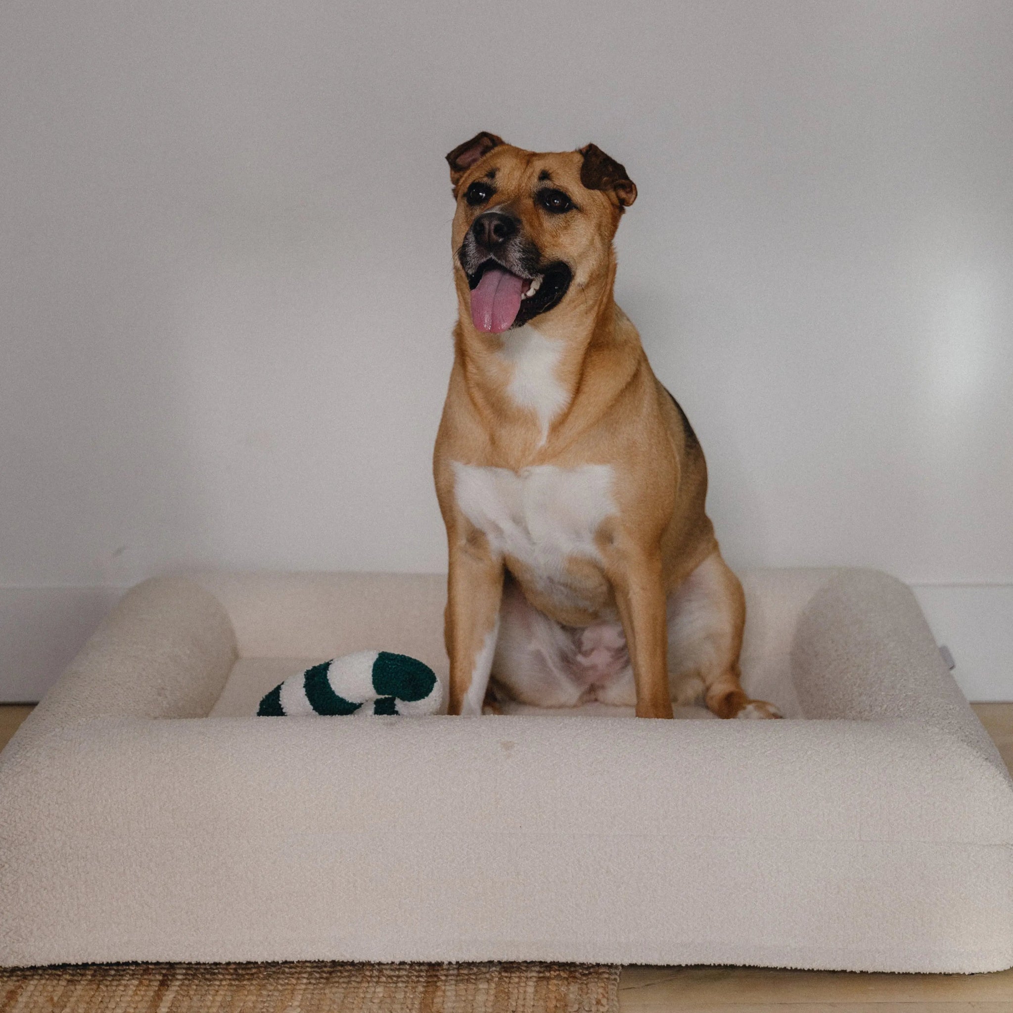 Dog comfortably resting on the Small/Medium Bouclé Dog Bed in a cozy home setting