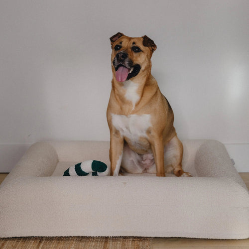 Dog comfortably resting on the Small/Medium Bouclé Dog Bed in a cozy home setting