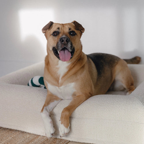 Dog comfortably resting on the Small/Medium Bouclé Dog Bed in a cozy home setting