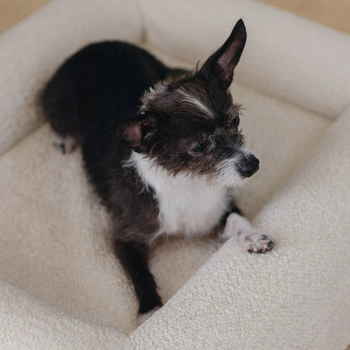 Small white dog resting in crème boucle dog bed
