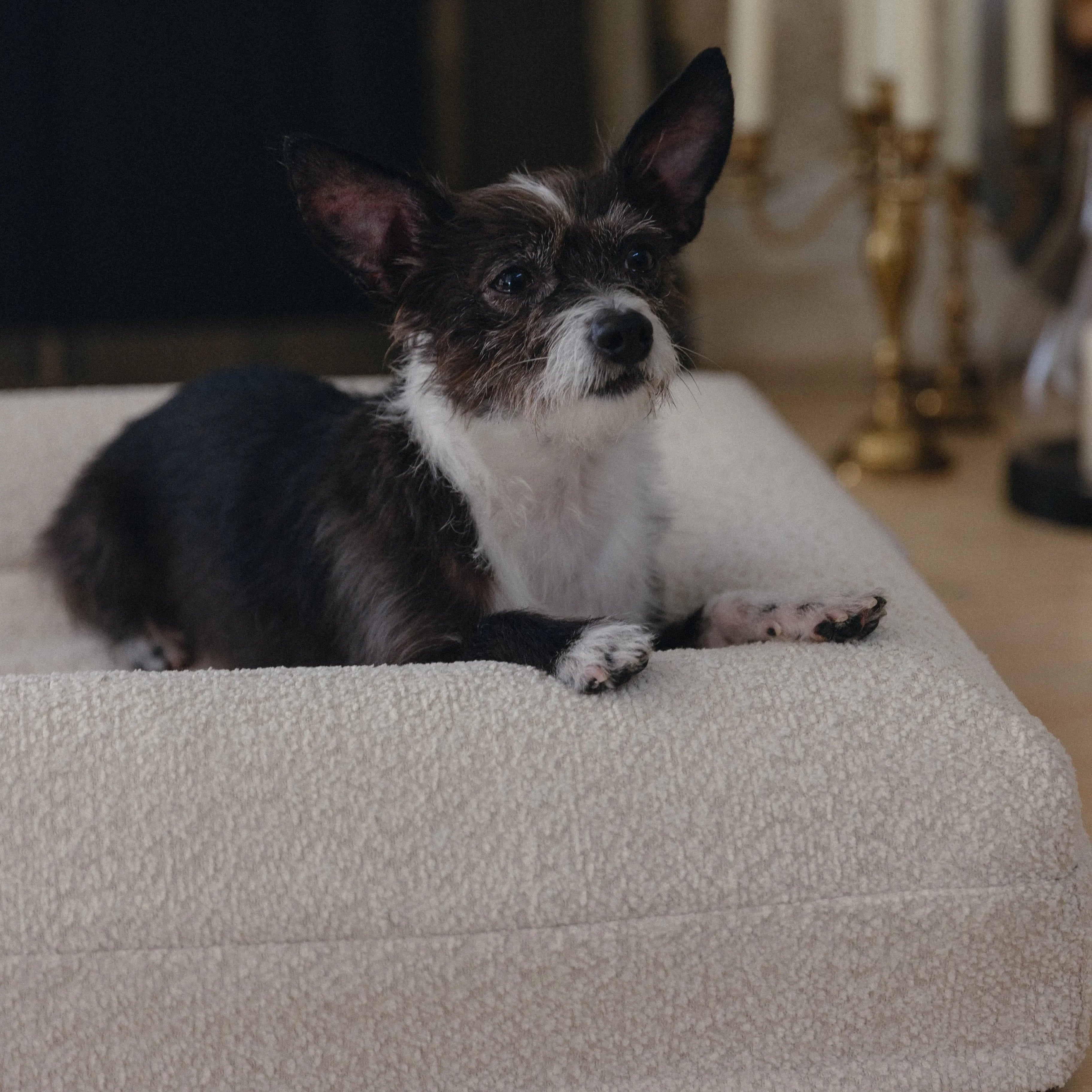 Small white dog resting in crème boucle dog bed