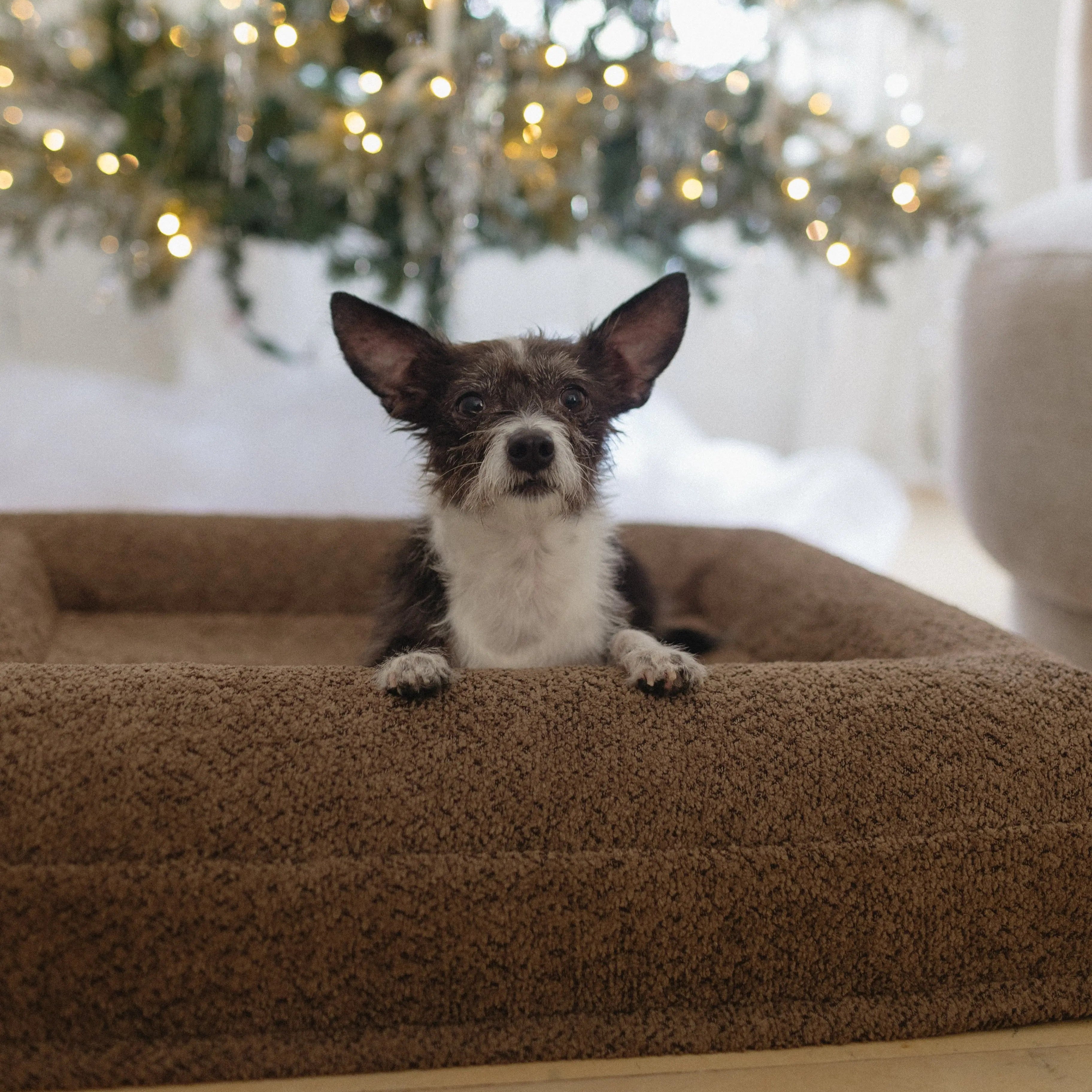 Spare cream boucle dog bed cover for extra small / small size bed